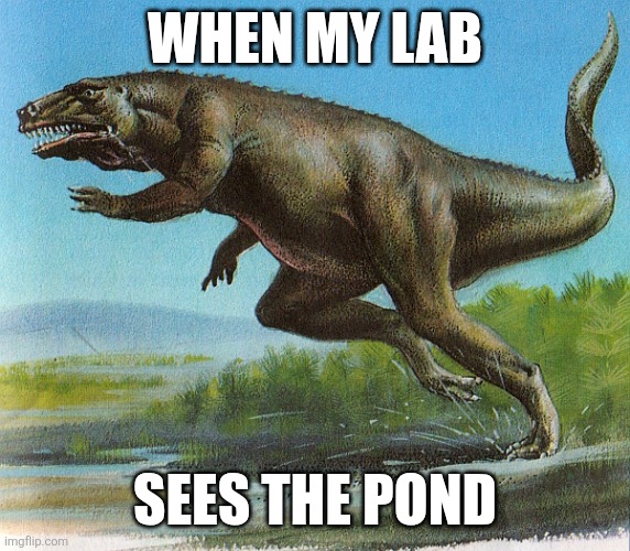 WHEN MY LAB; SEES THE POND | image tagged in dinosaurs | made w/ Imgflip meme maker