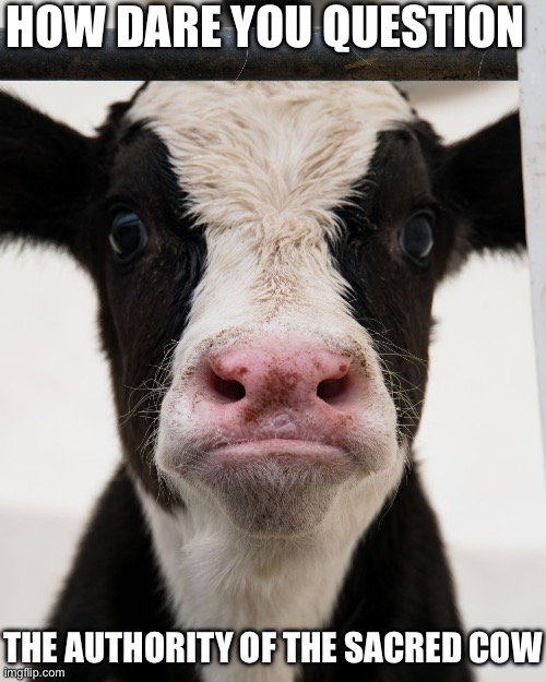Wisdom | HOW DARE YOU QUESTION THE AUTHORITY OF THE SACRED COW | image tagged in angry cow,wisdom | made w/ Imgflip meme maker
