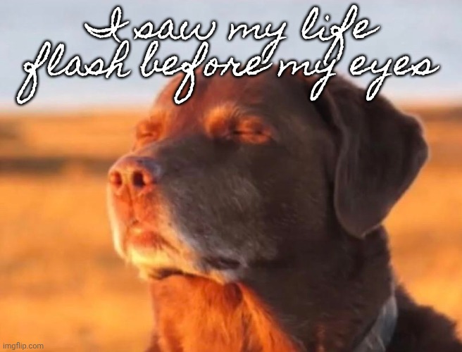 Dog accepting fate | I saw my life flash before my eyes | image tagged in dog accepting fate | made w/ Imgflip meme maker