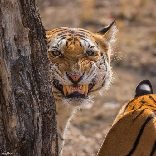 Seething Tiger | image tagged in seething tiger | made w/ Imgflip meme maker