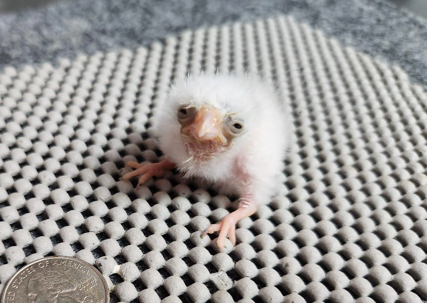 Tiny Bird Blank Meme Template