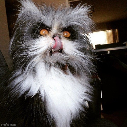 Scary looking devil cat | image tagged in scary looking devil cat | made w/ Imgflip meme maker