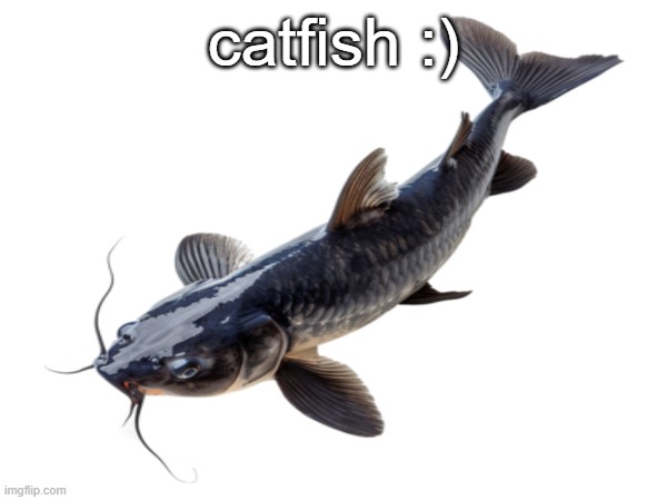 catfish. :) | catfish :) | image tagged in catfish | made w/ Imgflip meme maker