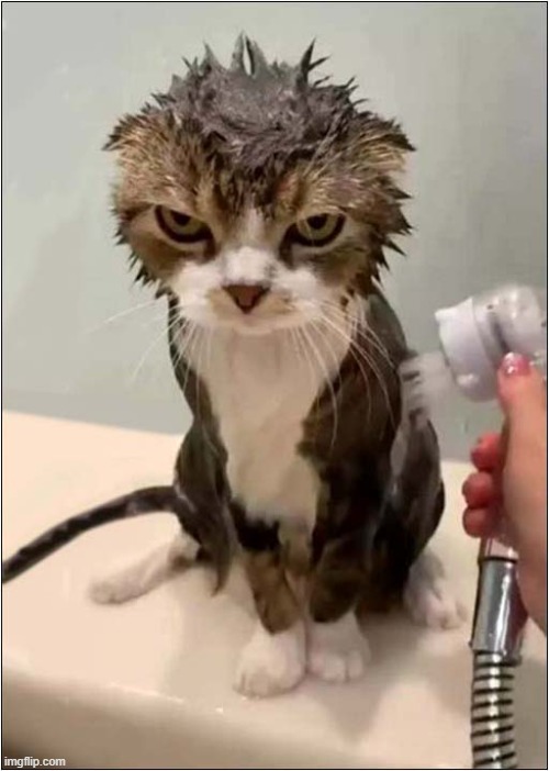 ♫ There May Be Trouble Ahead ... ♫ | image tagged in cats,shower,consequences,trouble | made w/ Imgflip meme maker