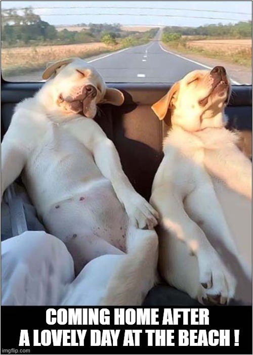 Tiredy Right Out ! | COMING HOME AFTER
 A LOVELY DAY AT THE BEACH ! | image tagged in dogs,labrador,day at the beach,tired | made w/ Imgflip meme maker