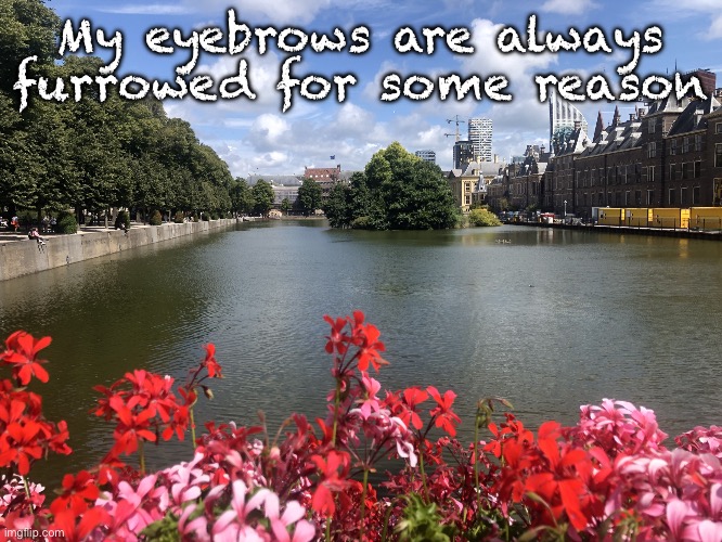 Roses | My eyebrows are always furrowed for some reason | image tagged in roses | made w/ Imgflip meme maker