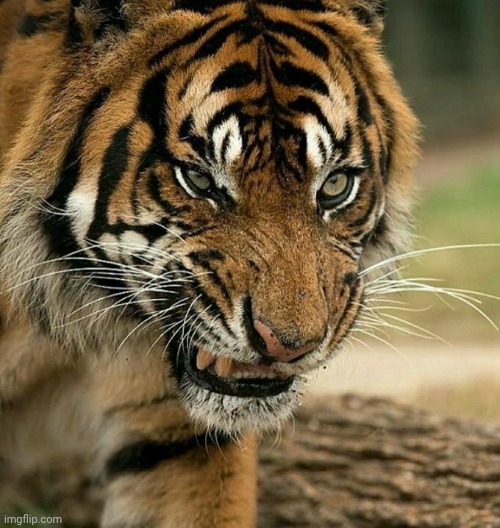 Angry tiger | image tagged in angry tiger | made w/ Imgflip meme maker