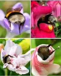 Bees sleeping in flowers Blank Meme Template