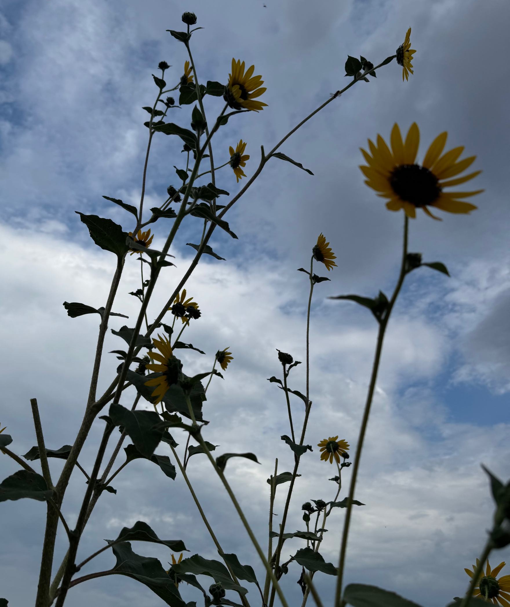 Texas sunflowers Blank Meme Template