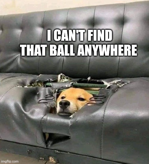 I Can't Find That Ball Anywhere | I CAN'T FIND THAT BALL ANYWHERE | image tagged in chrisjoines1 | made w/ Imgflip meme maker