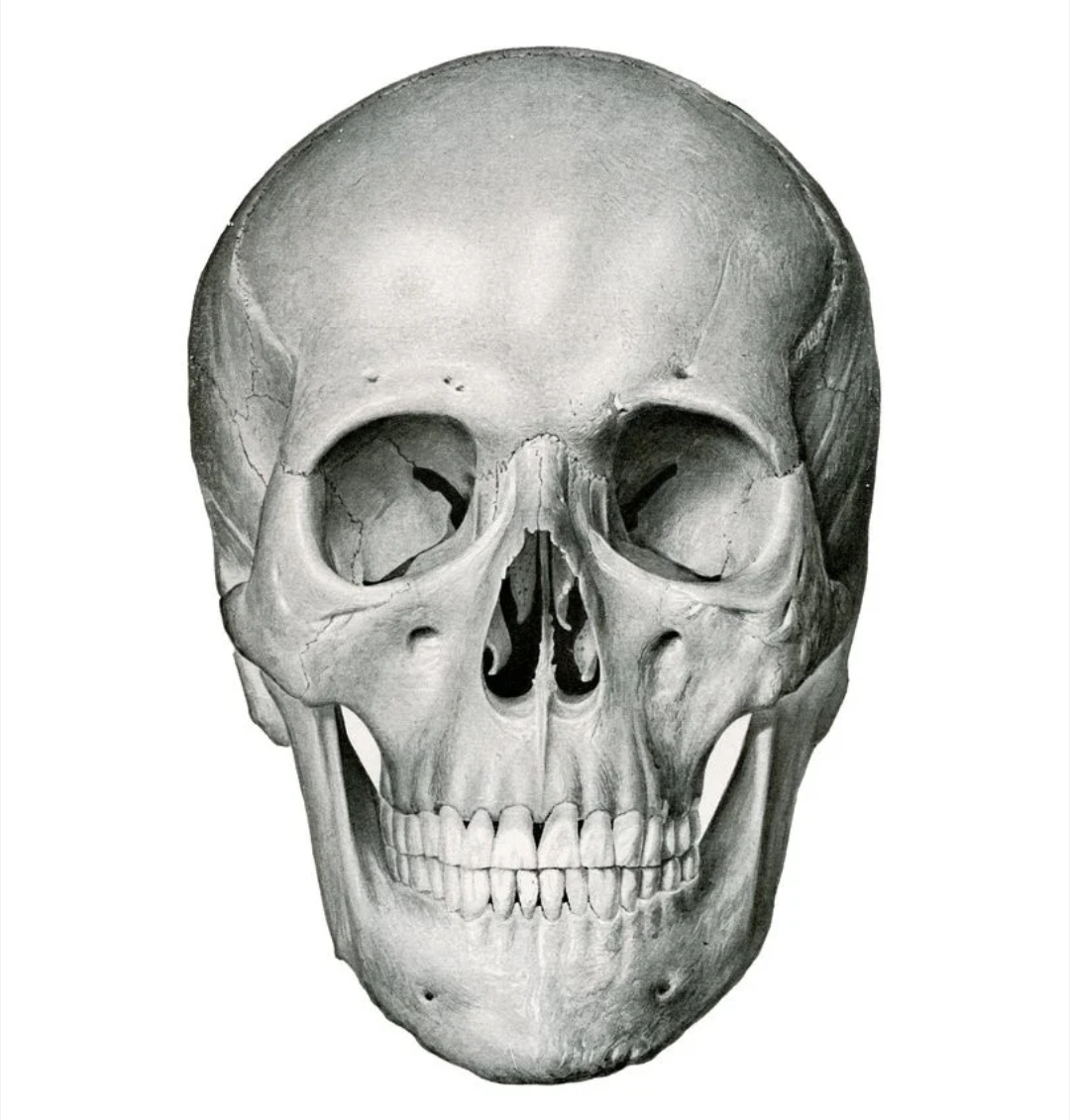 Skull Blank Meme Template