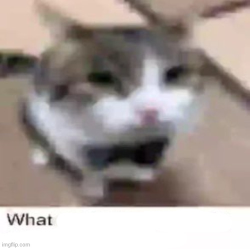 What made you think this was a good idea? | image tagged in what made you think this was a good idea | made w/ Imgflip meme maker