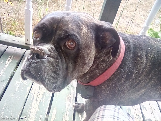 This is harley, my boxer. He's such a chill dude he's awesome | made w/ Imgflip meme maker