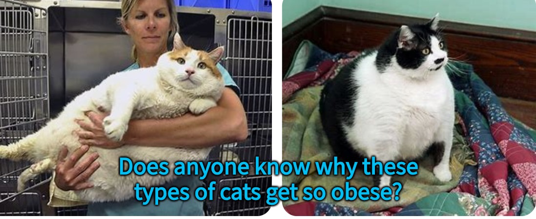 Does anyone know why these types of cats get so obese? | made w/ Imgflip meme maker