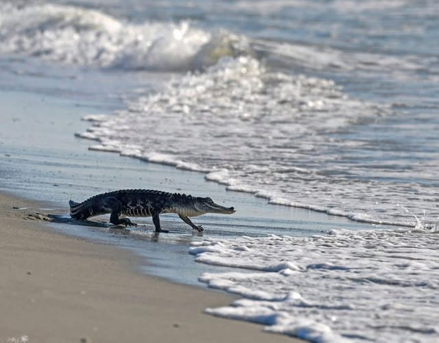Surfs up at Pawleys Island. Blank Meme Template