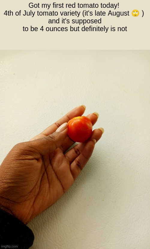 Got my first red tomato today! 
4th of July tomato variety (it's late August 🙄 ) 
and it's supposed to be 4 ounces but definitely is not | made w/ Imgflip meme maker