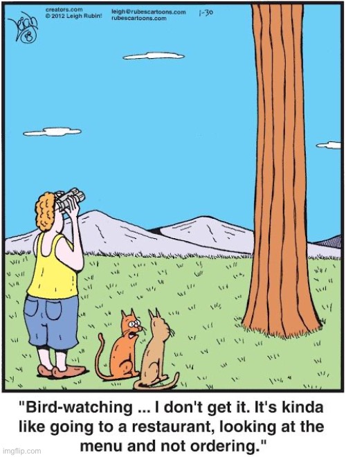 image tagged in cats,comics,rubes,bird watching | made w/ Imgflip meme maker