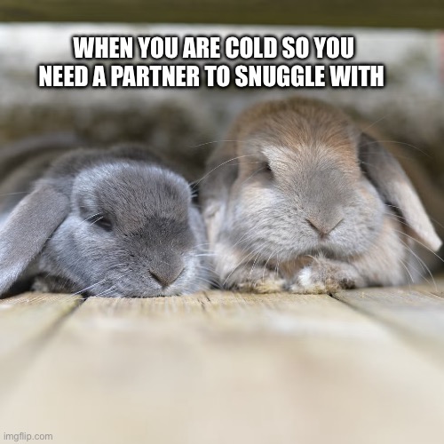 Awwww how nice | WHEN YOU ARE COLD SO YOU NEED A PARTNER TO SNUGGLE WITH | image tagged in wholesome,rabbit,cute | made w/ Imgflip meme maker