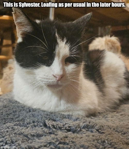 h | This is Sylvester. Loafing as per usual in the later hours. | image tagged in cats,memes | made w/ Imgflip meme maker