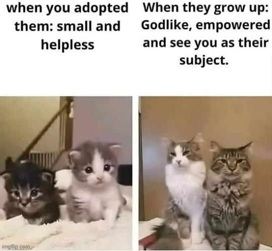 It's amazing how much can change in a year | image tagged in memes,cats | made w/ Imgflip meme maker
