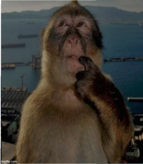 thinking monkey | image tagged in thinking monkey | made w/ Imgflip meme maker