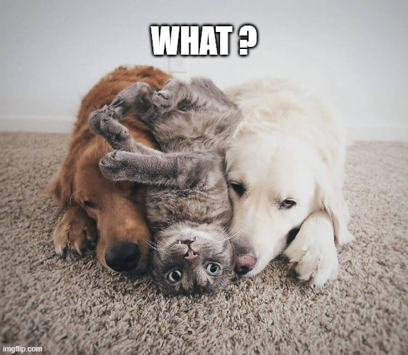 Cat say "WHAT?"   - FUNNY - | WHAT ? | image tagged in cats,funny,kittens,humor,clueless | made w/ Imgflip meme maker