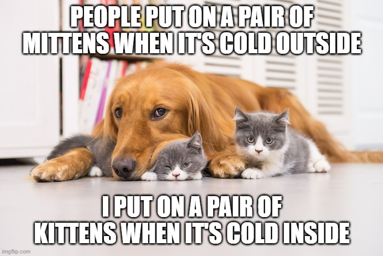 When it's cold people put on mittens. My dog puts on kittens.  - funny - | PEOPLE PUT ON A PAIR OF MITTENS WHEN IT'S COLD OUTSIDE; I PUT ON A PAIR OF KITTENS WHEN IT'S COLD INSIDE | image tagged in cats,funny,kittens,humor,cold | made w/ Imgflip meme maker
