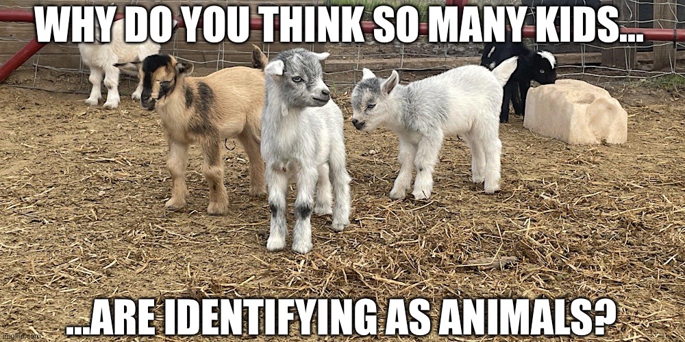 Why? | WHY DO YOU THINK SO MANY KIDS…; …ARE IDENTIFYING AS ANIMALS? | image tagged in kids,animals,identifying | made w/ Imgflip meme maker