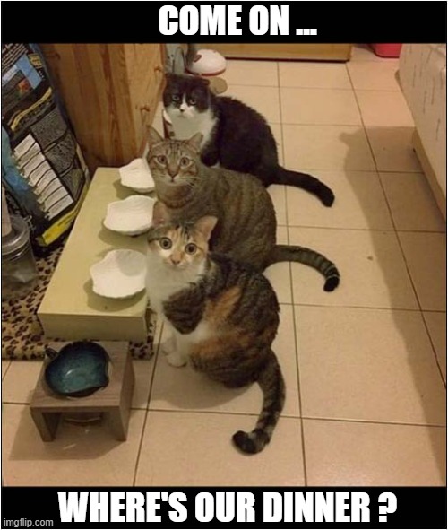 What Time Do You Call This ? | COME ON ... WHERE'S OUR DINNER ? | image tagged in cats,dinner | made w/ Imgflip meme maker