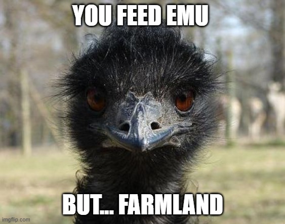 Bad News Emu | YOU FEED EMU; BUT... FARMLAND | image tagged in bad news emu | made w/ Imgflip meme maker