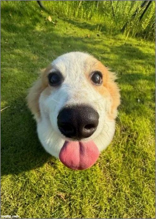 Now That's Just Rude ! | image tagged in dogs,tongue,rude | made w/ Imgflip meme maker