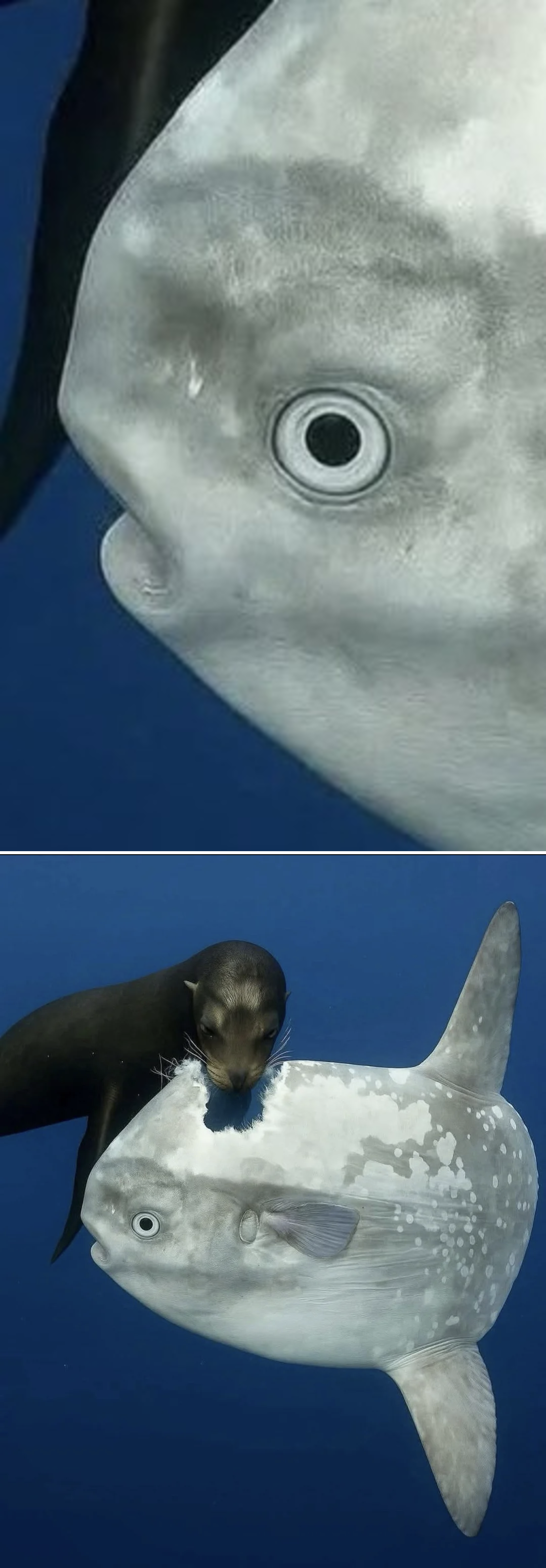 Where is the enemy Blank Meme Template