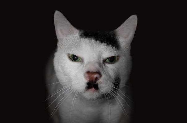 Angry German Cat Blank Meme Template