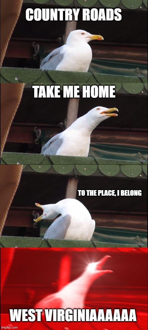 John Denver Sang | COUNTRY ROADS; TAKE ME HOME; TO THE PLACE, I BELONG; WEST VIRGINIAAAAAA | image tagged in memes,inhaling seagull | made w/ Imgflip meme maker