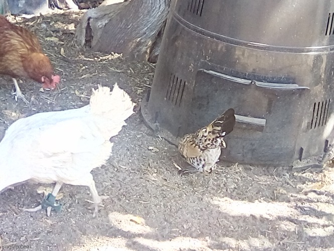 Good morning ladies! | made w/ Imgflip meme maker