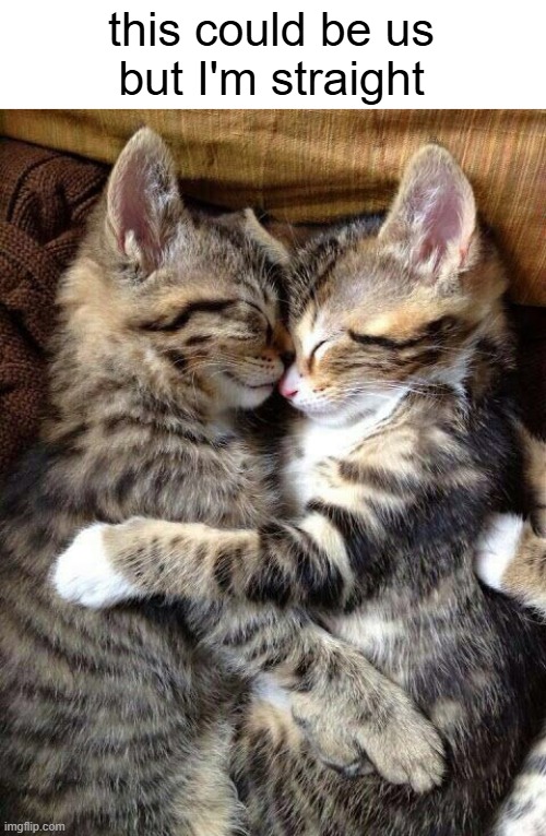 Cute Cats Cuddling | this could be us
but I'm straight | image tagged in cute cats cuddling | made w/ Imgflip meme maker