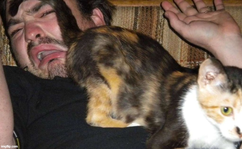 image tagged in here's cat butts in your face | made w/ Imgflip meme maker
