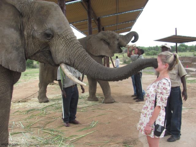 image tagged in elephant trekie | made w/ Imgflip meme maker