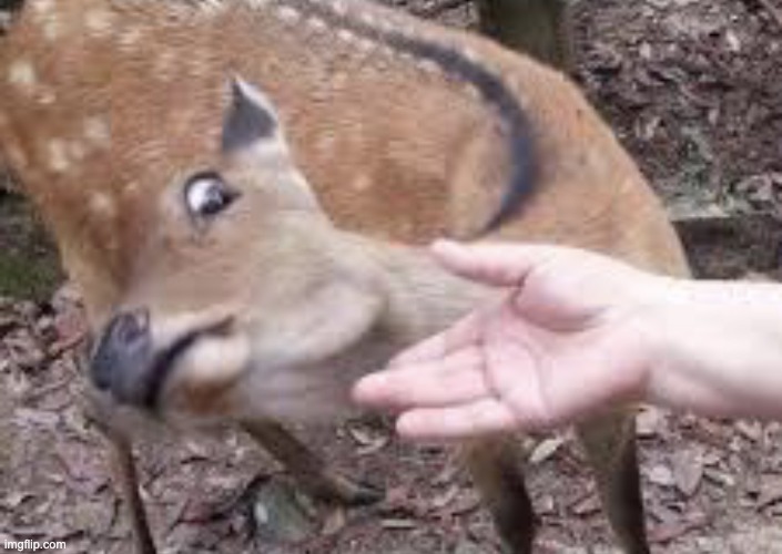 Nope Deer | image tagged in nope deer | made w/ Imgflip meme maker