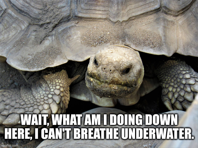 grumpy tortoise | WAIT, WHAT AM I DOING DOWN HERE, I CAN'T BREATHE UNDERWATER. | image tagged in grumpy tortoise | made w/ Imgflip meme maker
