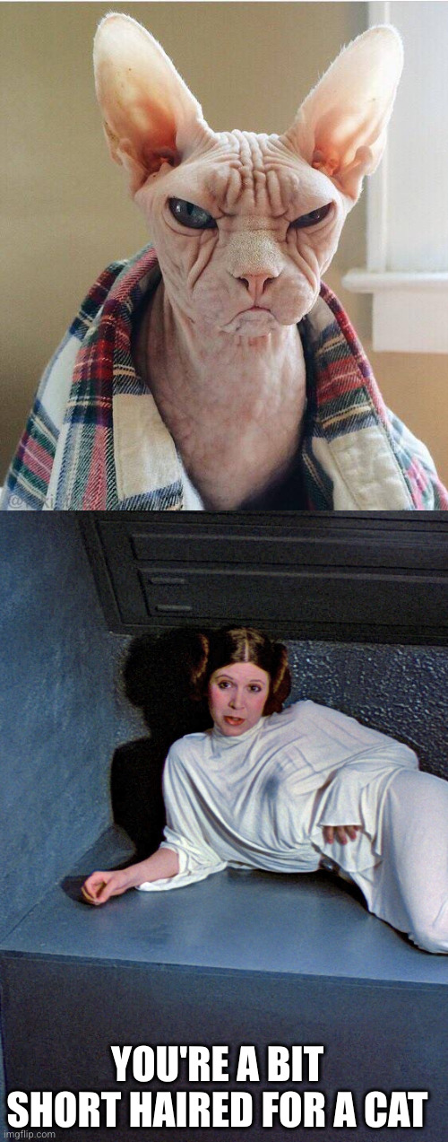 Star Wars Leia short for a stormtrooper | YOU'RE A BIT SHORT HAIRED FOR A CAT | image tagged in star wars leia short for a stormtrooper | made w/ Imgflip meme maker