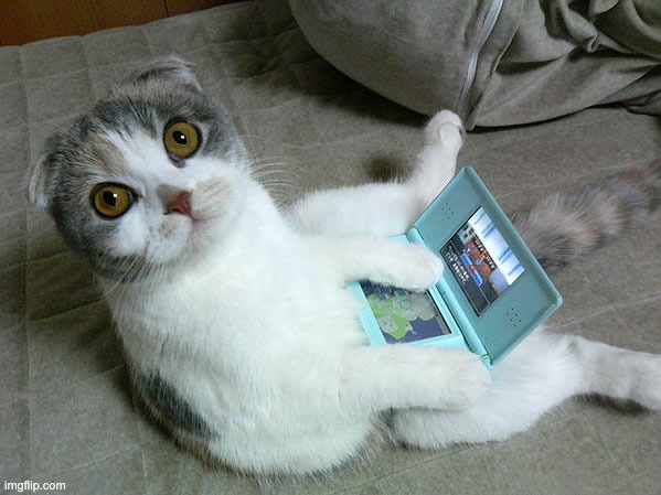 Imagine Hecate having a hate boner against me while I'm just sitting on my laptop like this | image tagged in cats w/ computers | made w/ Imgflip meme maker