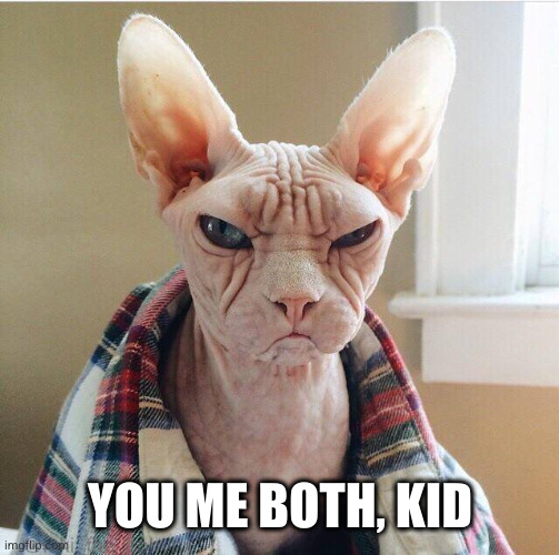 Angry hairless cat | YOU ME BOTH, KID | image tagged in angry hairless cat | made w/ Imgflip meme maker