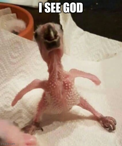Baby parrots be like | I SEE GOD | image tagged in bird | made w/ Imgflip meme maker