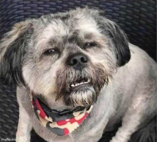 confused dog | image tagged in confused dog | made w/ Imgflip meme maker