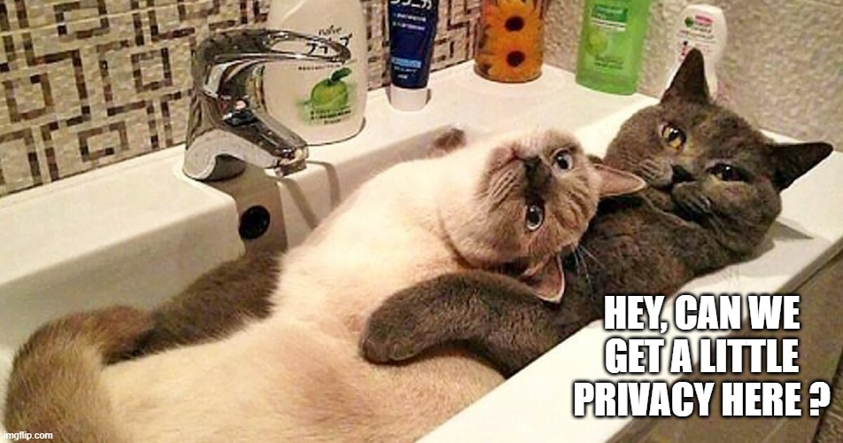 These cats need a little privacy.   - funny - | HEY, CAN WE GET A LITTLE PRIVACY HERE ? | image tagged in cats,funny,kittens,humor,sink,privacy | made w/ Imgflip meme maker