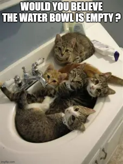 Would you believe the water dish is empty?   - funny - | WOULD YOU BELIEVE THE WATER BOWL IS EMPTY ? | image tagged in cats,funny,kittens,humor,water,thirsty | made w/ Imgflip meme maker