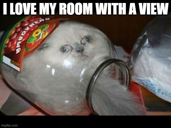 This cat loves his "room with a view".   - funny - | I LOVE MY ROOM WITH A VIEW | image tagged in cats,funny,kittens,humor,play on words | made w/ Imgflip meme maker