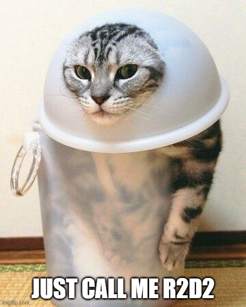 Cat thinks he looks like R2D2 from Star Wars.  - funny - | JUST CALL ME R2D2 | image tagged in cats,funny,kittens,humor,r2d2,star wars | made w/ Imgflip meme maker