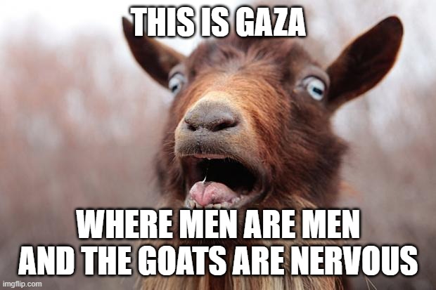 GoatScream2014 | THIS IS GAZA WHERE MEN ARE MEN
AND THE GOATS ARE NERVOUS | image tagged in goatscream2014 | made w/ Imgflip meme maker